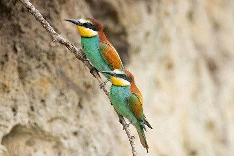 European bee-eaters (Merops apiaster)