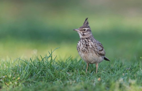 Crested lark (Galerida cristata)