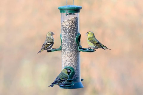 Eurasian siskins (Spinus spinus) male and female