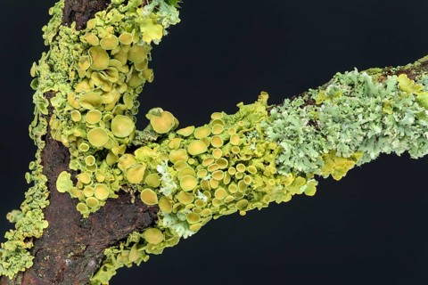 Wall yellow lichen (Xanthoria parietina) (Physia adscendens)