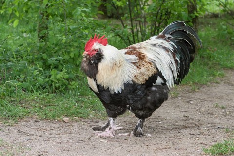 German salmonDomestic Chicken (Gallus gallus domesticus)