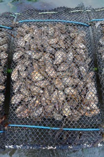 Pacific oyster (Crassostrea gigas)
