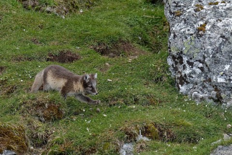 Young Arctic fox (Vulpes lagopus)
