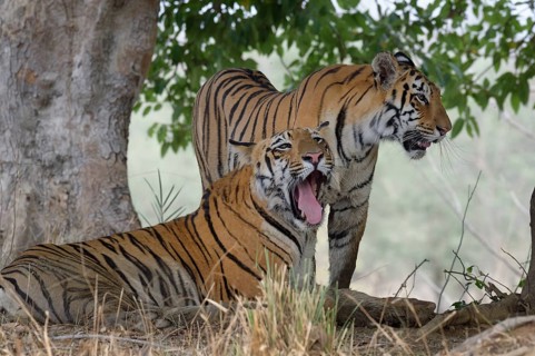 Two young Bengal tigers (Panthera tigris tigris)