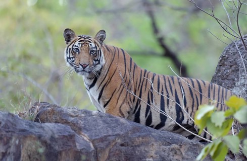 Young Bengal tiger (Panthera tigris tigris) in the forest