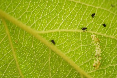 Ladybird (Coccinellidae) and eggs