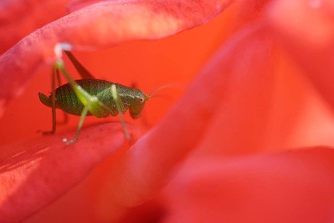 Speckled bush-cricket (Leptophyes punctatissima) in rose blossom (Rosa)