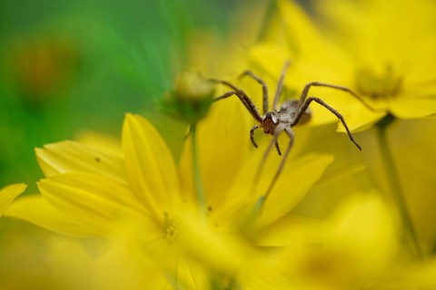 Nursery spider (Pisaura mirabilis) on tick seed (Coreopsis verticillata)
