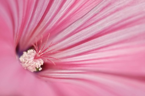 Annual mallow (Lavatera trimestris)