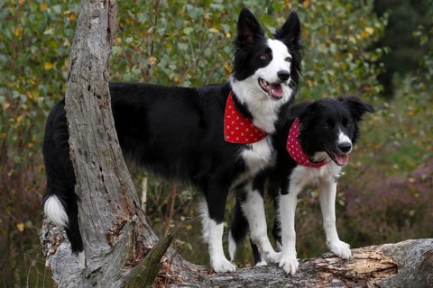 Border Collies