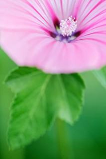 Cup mallow (Malva trimestris)