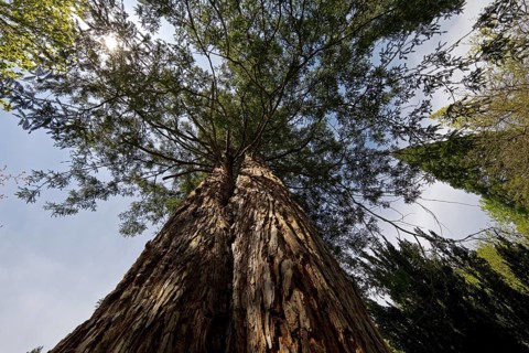 Giant sequoia (Sequoiadendron giganteum)