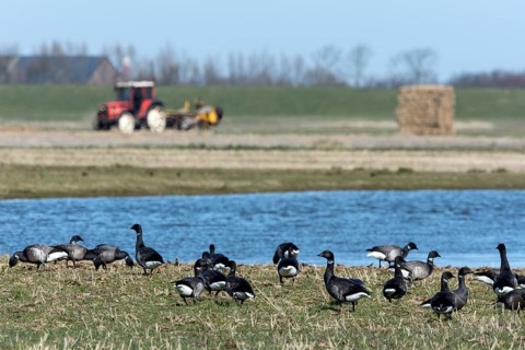 Brent geese or Brant Geese (Branta bernicla)