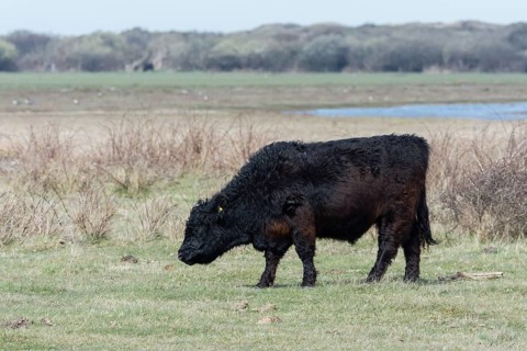 Galloway cattle