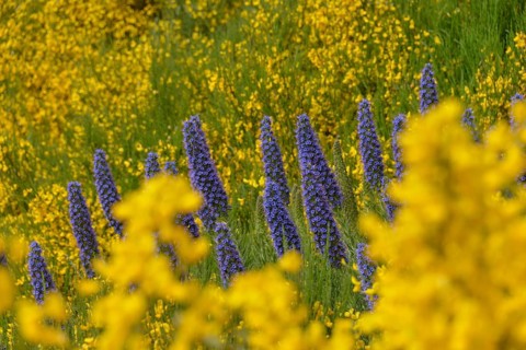 Echium candicans