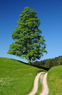 Field path