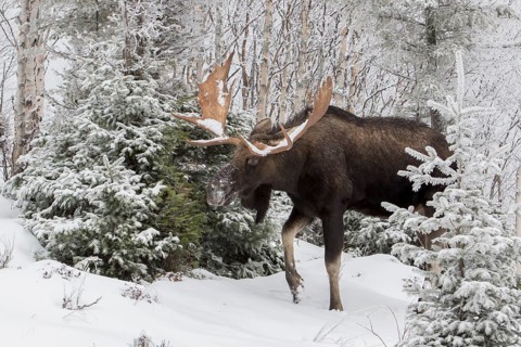 Dominant elk bull that feeds on balsam fir in late autumn