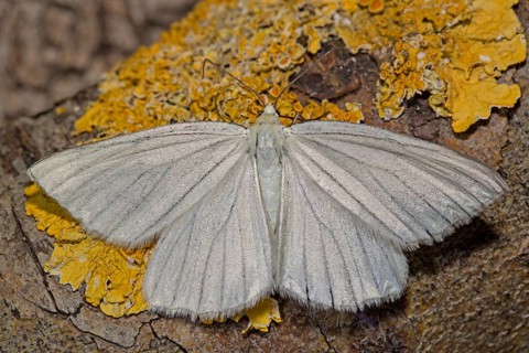 Black-veined moth (Siona lineata)