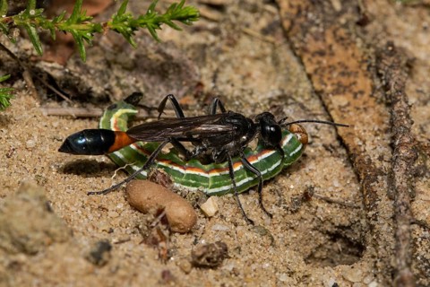 Red-banded sand wasp (Ammophila sabulosa)