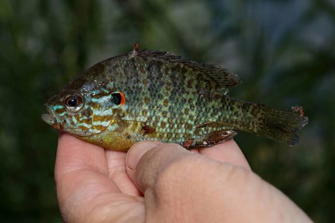 Common pumpkinseed sunfish (Lepomis gibbosus) in hand