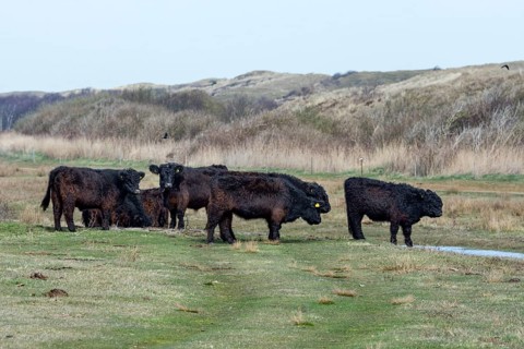 Galloway cattle