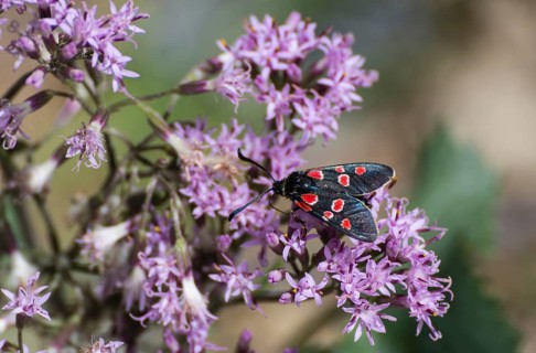 Zygaena carniolica (Zygaena carniolica virginea) Val Troncea nature park Park