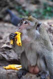 Crab-eating macaque (Macaca fascicularis)