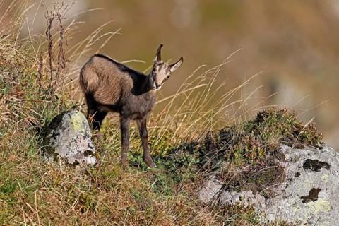 Chamois (Rupicapra rupicapra)