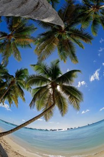 Palm Beach