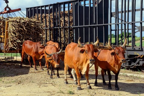 Oxcart