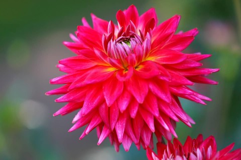 Cactus dahlia (dahlia cultivar)
