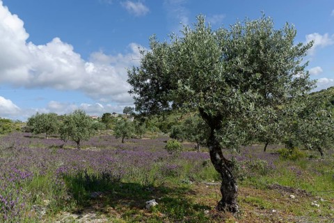 Olive grove (Olea europaea) with lavender (Lavandula stoechas)