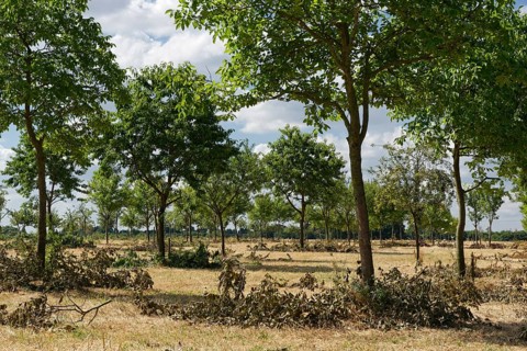 Apple trees (Malus)