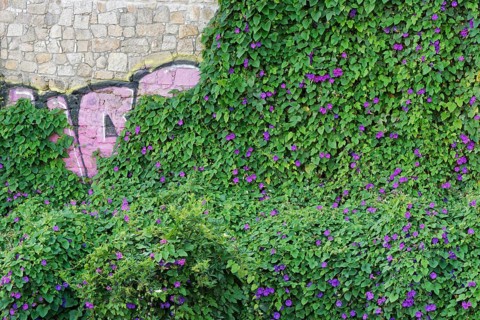 Morning glory (Ipomoea purpurea) is owergrowing old walls