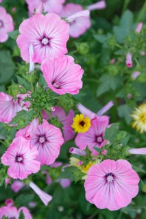 Cup mallow (Malva trimestris)