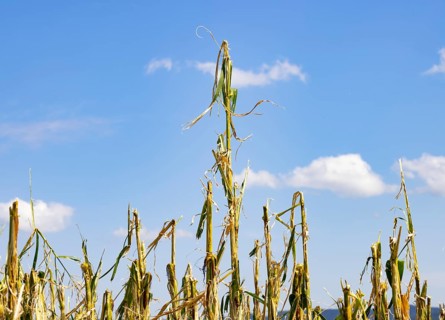 Maize (Zea mays) plants in a field with hail damage after a heavy storm