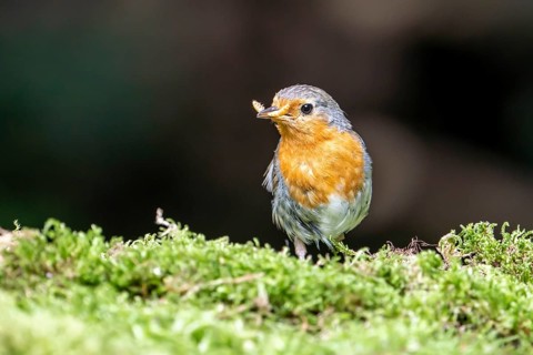 European robin (Erithacus rubecula)