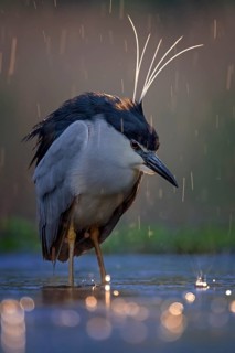 Black crowned night heron (Nycticorax nycticorax) Decorative feathers on head