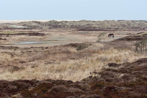 Exmoor Pony