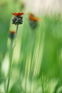 Orange Fox-and-cubs