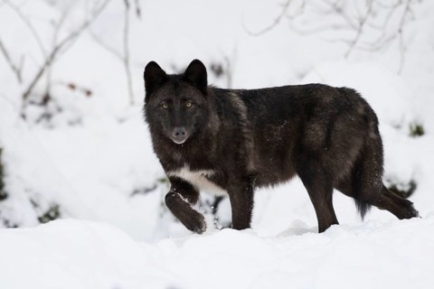 Algonquin wolf (Canis lupus lycaon)