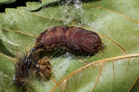 Gypsy moth