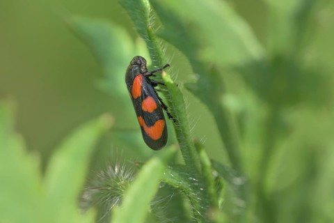 Red-and-black froghopper (Cercopis vulnerata) nature park Park Frau-Holle-Land