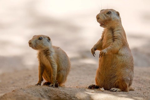 Black-tailed Prairie Dog (Cynomys ludovicianus)