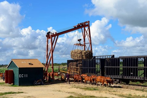 Oxcart