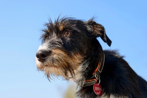 Mixed breed dog