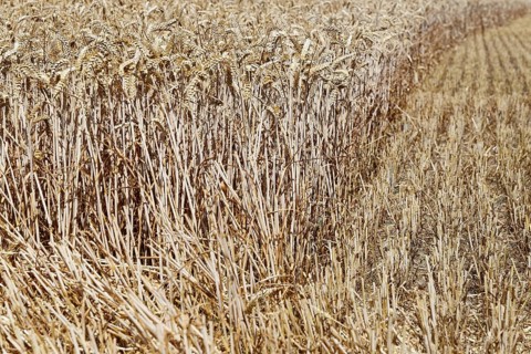 Field with wheat (Triticum) during harvest