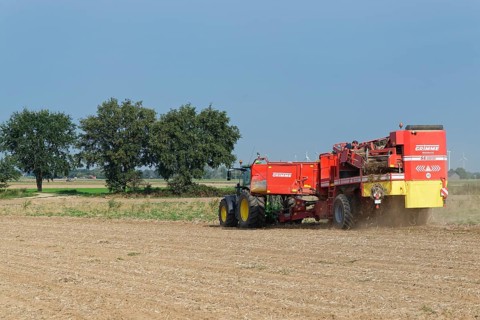 Mechanical potato harvest