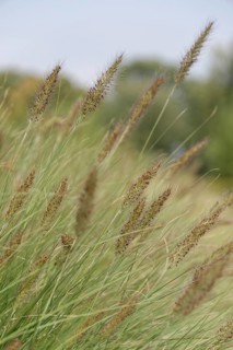Dwarf Fountain Grass (Pennisetum alopecuroides)
