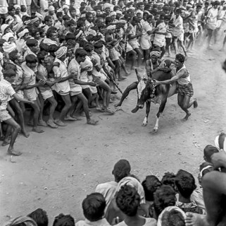 Jallikattu festival